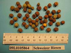 Click for 1 image(s) for this accession. Image